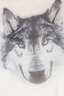 Damen Kaschmirpullover Wolf , BEIGE, XXXL 