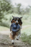 Hunter Toy Dog Frisbee Sansibar Morsum blue/grey 