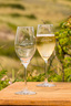 Schott Zwiesel Champagner Glas mit Logo Lanson & Sansibar “Neutrale Kartons“